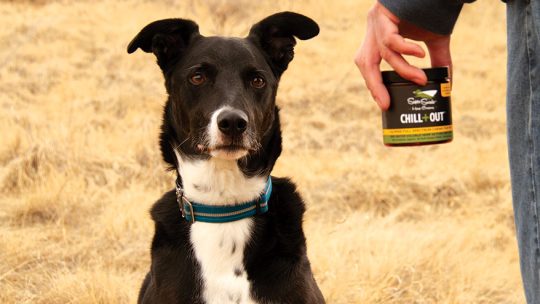 best cbd oil for dogs