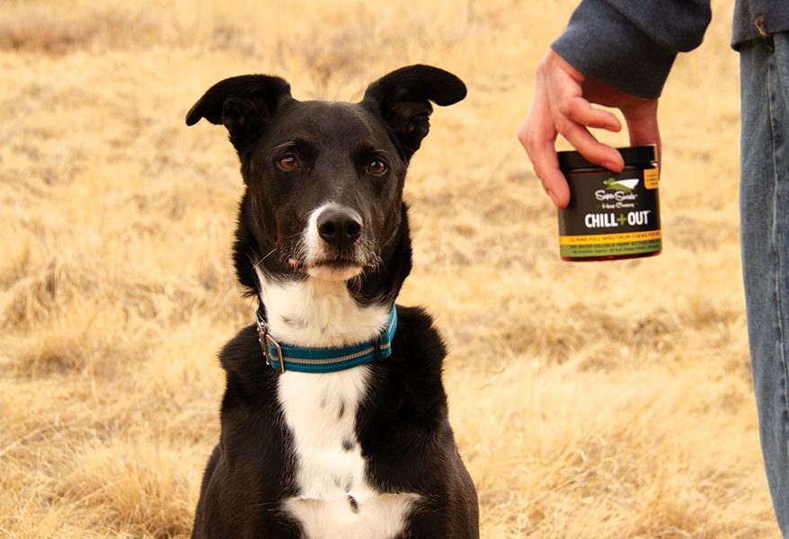 best cbd oil for dogs