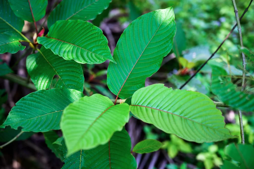 kratom pronunciation