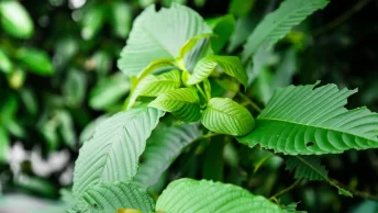 Strongest kratom for energy