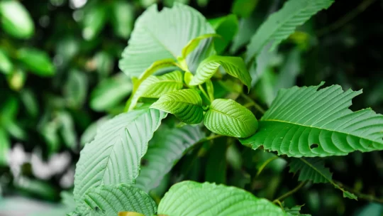 Strongest kratom for energy